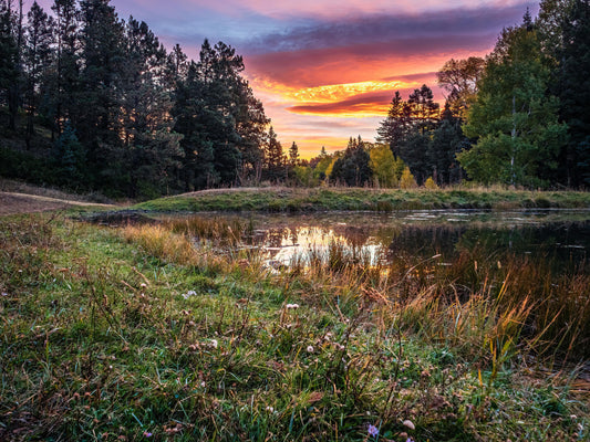 A vibrant sunset over a quiet forest pond, with pine trees silhouetted against a glowing purple, orange, and gold sky, reflecting in the still water.
